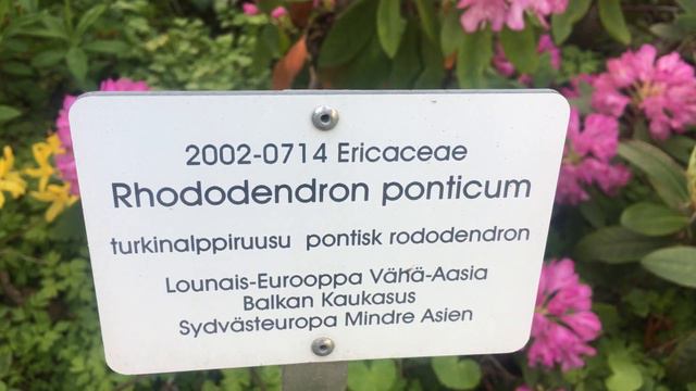 Rhododendron Ponticum смотреть онлайн