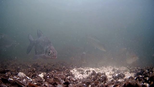 Эта Прикормка РАБОТАЕТ круглый год! Лещ, плотва, рак. Подводная съемка смотреть онлайн