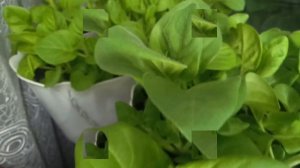 ВЫРОСЛА ПЕТУНИЯ //30 МАРТА 2018//ОБЗОР МОЕЙ ПЕТУНИИ