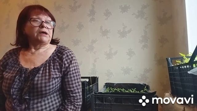 Первая подкормка рассады. Подготовка луковиц гладиолусов к посадке. смотреть онлайн