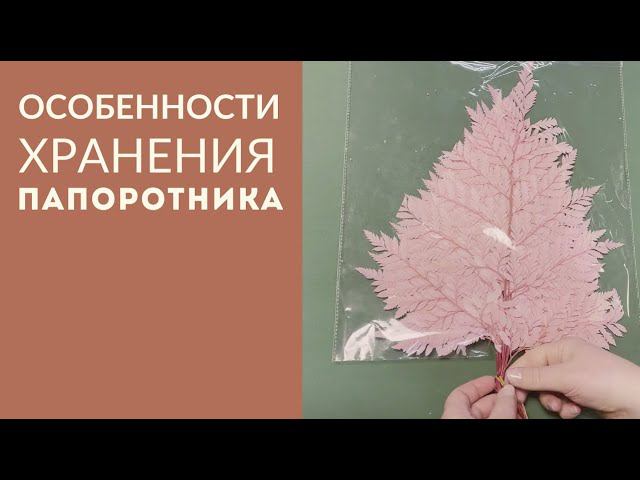 Особенности хранения папоротника смотреть онлайн