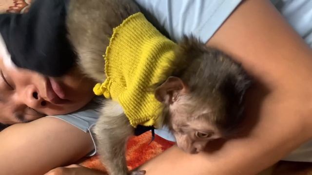 BiBi Monkey Burst Into Tears When He Met His Father