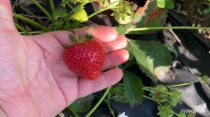 Садовая земляника(Клубника «Румба» )- урожайный и вкусный сорт.