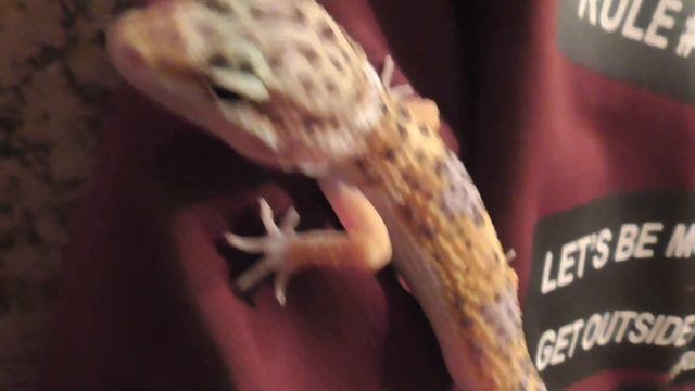 ЭУБЛЕФАР - милейшее домашнее животное!!! смотреть онлайн