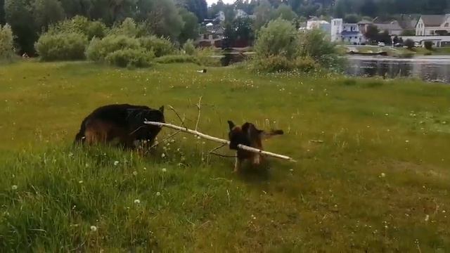 Две собаки и одна палка. Упрямство двоих. Ну, и кто возьмёт верх? смотреть онлайн