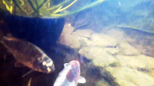 ОБЗОР ДАЧНОГО ПРУДИКА???. ПРОЗРАЧНАЯ И ЧИСТАЯ ВОДА? + ПОДВОДНАЯ СЪЕМКА? смотреть онлайн