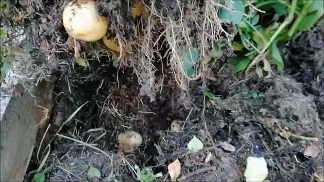 24 07 2021 НАЧИНАЕМ КОПАТЬ КАРТОШКУ смотреть онлайн