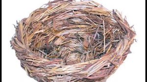 Размножение амадин 2 часть