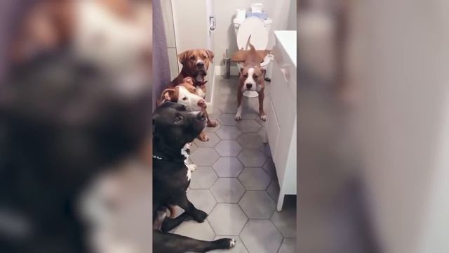 Аллигатор Получит УДАР ТОКОМ Мощностью В 860 Вольт! Топ 10 Моментов Гениального Поведения Животных! смотреть онлайн