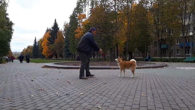 Akita, female, not for sale смотреть онлайн