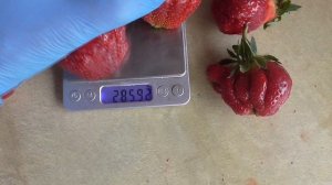 ГЕНРИ. Еще один крупноплод с  необычной ягодой. / мини-питомник КЛУБНИКА-МАЛИНА.