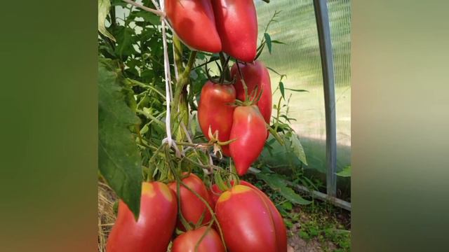 Минусинские бычки смотреть онлайн