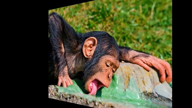 Топ 10 Самых Смешных Обезьян смотреть онлайн