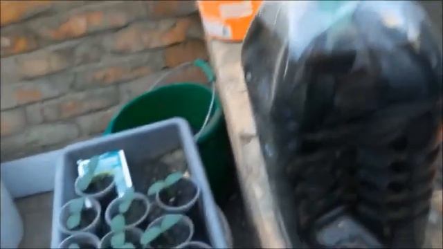 Полейте этим средством томаты.Получите супер урожай. смотреть онлайн