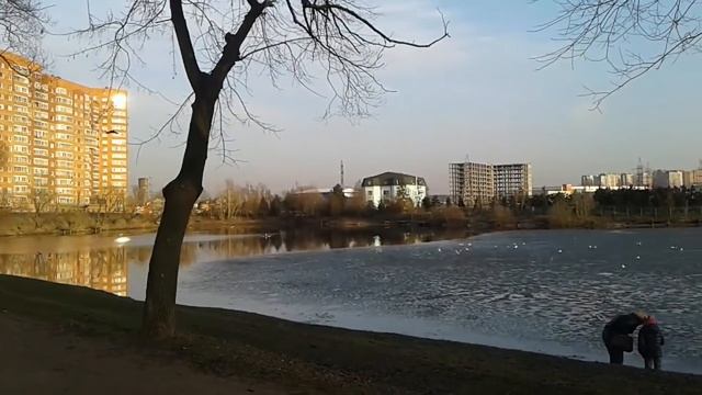 Чайки ожили! "Котельники Белая Дача" Озеро смотреть онлайн