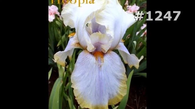 #1247. Ирисы - очень яркие цветы смотреть онлайн
