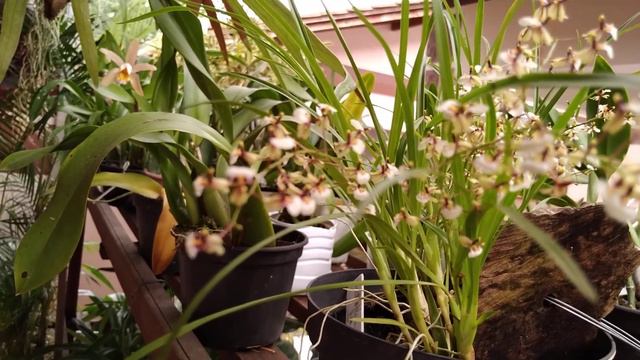 Florações: Ornithophora Radicans, Chocolate E Da Cattleya Forbesii +Oncydiun Longipes + ....