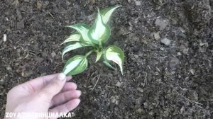 Как создать цветник (миксбордер) за 10 дней своими руками с нуля!!??!/ #деревня/#mixborders