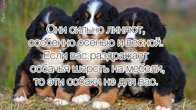 Бернский Зенненхунд. Bernese mountain dog смотреть онлайн