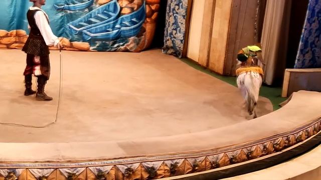 Уголок дедушки Дурова. Спектакль Новогоднее приключение Султана. смотреть онлайн