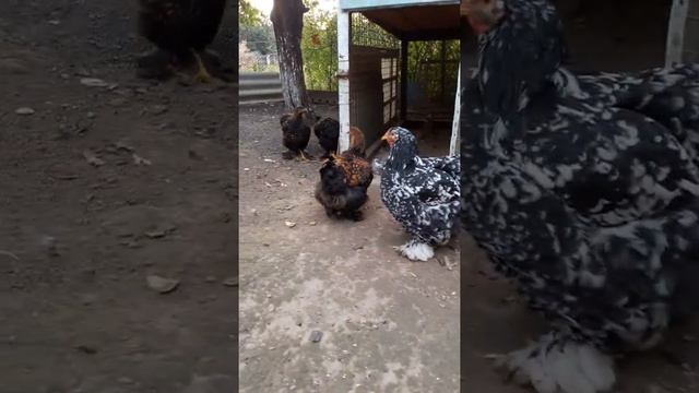 Кохинхин мраморная и Золота 7 месяц смотреть онлайн