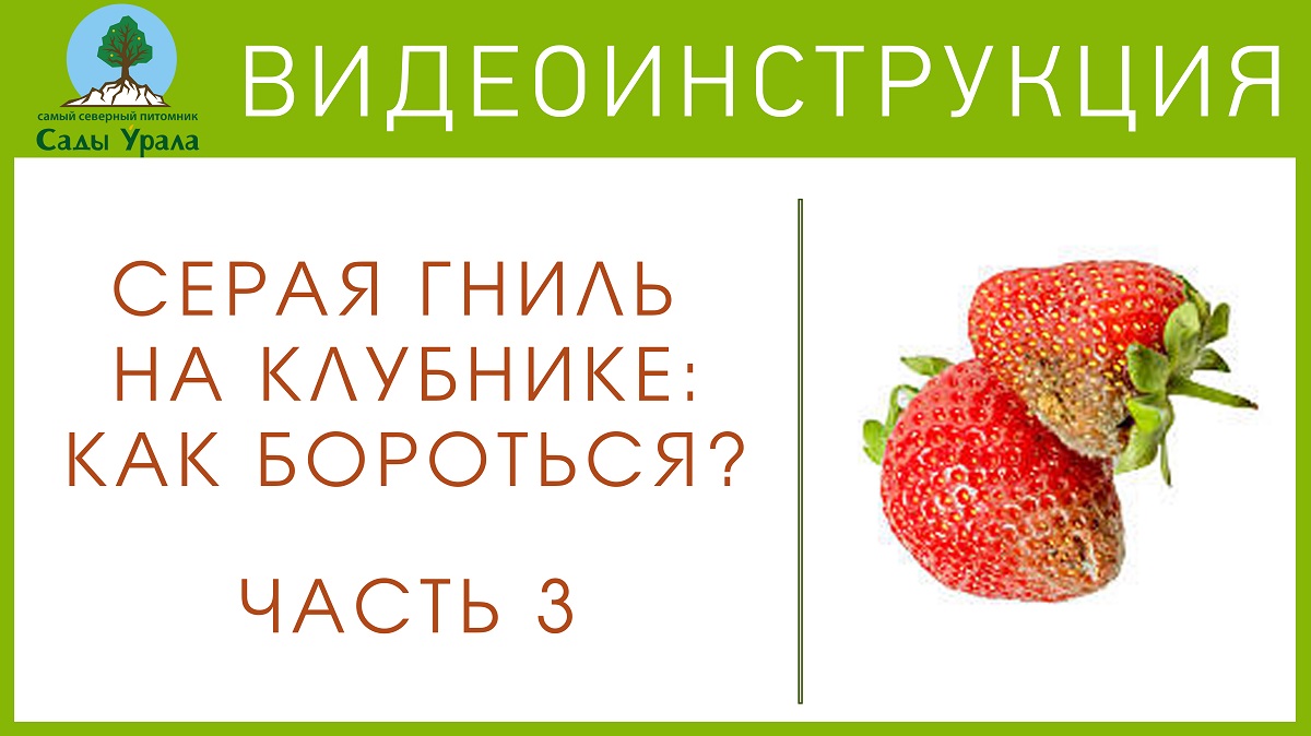 Земляника: борьба с мучнистой росой. Часть 3: Как правильно посадить землянику смотреть онлайн