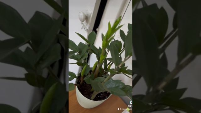 Как быстро может расти замиокулькас. how fast can grow zzplants#замиокулькас #zzplant #suculentas смотреть онлайн