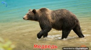 Карточки Домана Часть 2 Лесные звери!