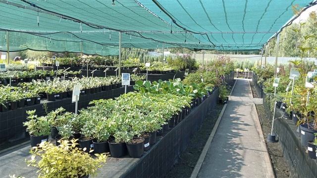 НЕ ЗАБУДЬТЕ УКРЫТЬ ТУИ НА ЗИМУ | Укрытие зимостойкой туи