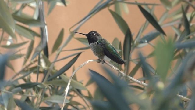Birds of North America - Anna's Hummingbird, male (Calypte anna) Annin kolibrić, mužjak смотреть онлайн