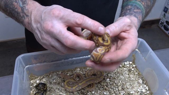 Ultramel Ball Python Clutch Updates! смотреть онлайн
