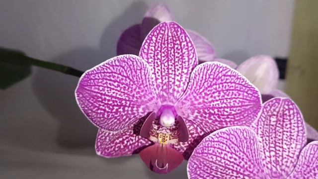 Очень красиво!!! Фаленопсис "Кимоно". смотреть онлайн