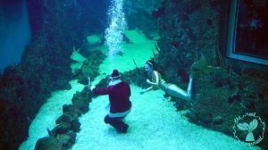 Mermaid show in Moscow / Шоу русалок в Крокус Океанариуме