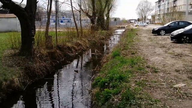 Утка плавает в канаве водоотведения в центре города Камешково смотреть онлайн