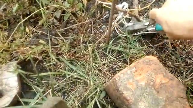 Обрезаю куст на плодовое звено и на будущие саженцы смотреть онлайн