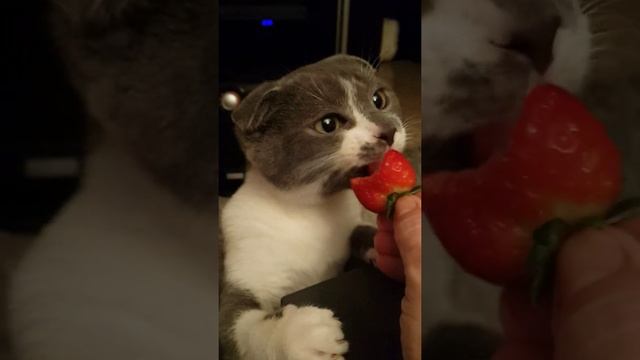 Кот ест клубничку смотреть онлайн