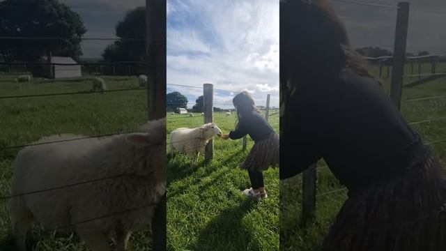 kids fun day with farm animals.... смотреть онлайн