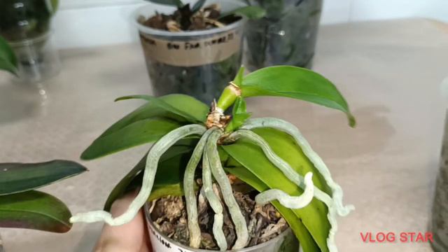 ¡¡ MIRAD CUÁNTOS KEIKIS !! 🌱😃. Todo sobre por qué salen y sus cuidados.. смотреть онлайн