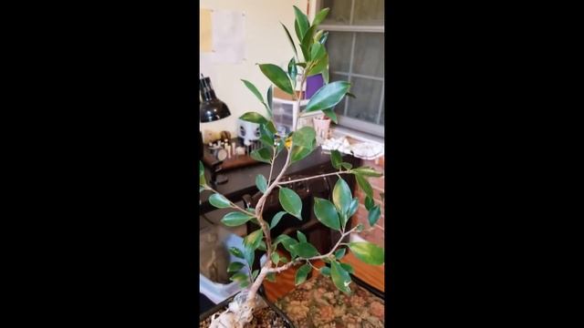 Day 7 - Ficus Microcarpa "Ginseng" смотреть онлайн