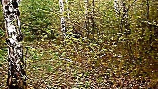 Видео. Природа Новосибирска. Все зеленеет вокруг. Весна вступает в свои права. смотреть онлайн