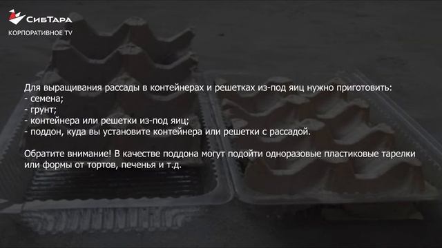 Выращиваем рассаду в контейнерах или решетках из под яиц смотреть онлайн