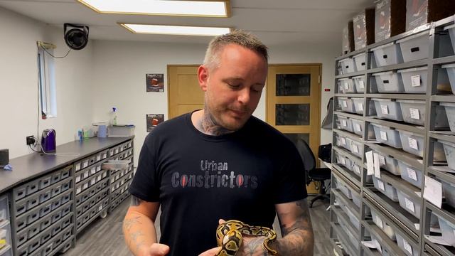 Ball Pythons Of All Ages! Let's take a look..... смотреть онлайн