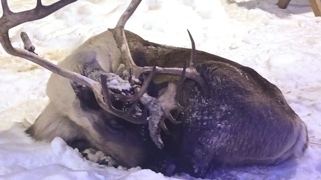 Christmas 🎄⛄❄🎄🦌🦌🦌sleeping deer рождественский спящий олень смотреть онлайн