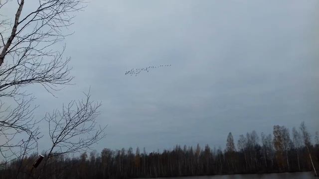 Гуси. Синявинские карьеры 18 октября 2016 смотреть онлайн