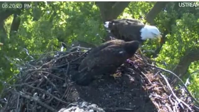 Fish gulp 7-7-12 смотреть онлайн