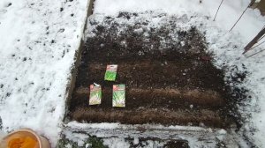 Лук батун на зелень сею под зиму почти в снег!