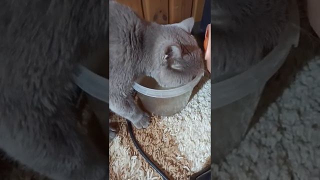 Водицы напиться?#кот#британец#животные#люблю#домашниеживотные#топ#рек#врек#втоп#вода#корм#балкон#тт смотреть онлайн