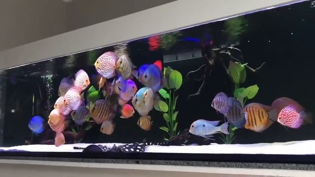 Как оформить большой, красивый аквариум с дискусами