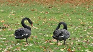 Сборник Учим слова Учимся говорить по картинкам Карточки Домана