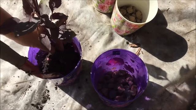 Пересадка полезной зелени в горшок. Огород на подоконнике. смотреть онлайн